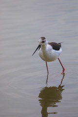 Winged stilts in a protected nature reserve