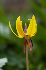 Trout Lily
