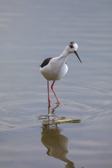 Winged stilts in a protected nature reserve