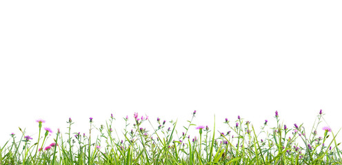 grass and wildflowers isolated background © andreusK