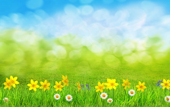 a spring flowers and green grass background © andreusK