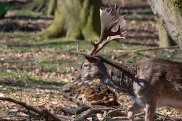 fallow deer - dama dama