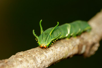 Image of Caterpillar of common nawab butterfly (Polyura athamas) or Dragon-Headed Caterpillar on nature background. Insect. Animal.