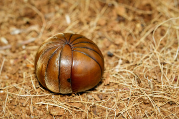 Image of pill millipede(Oniscomorpha) on the floor. Glomerida. Insect. Animal.