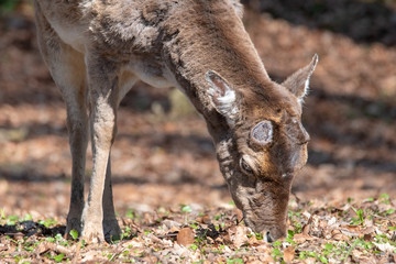 fallow deer - without antlers