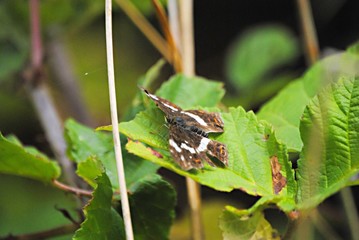 Papillon