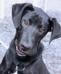 BLACK LABRADOR RETRIEVER DOG