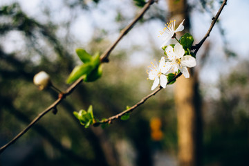 Beautiful cherry flowers on branch