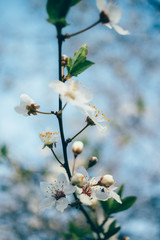 Branch cherry blossoms against blue sky