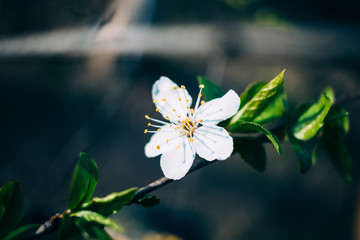 Delightful cherry flower on tree branch