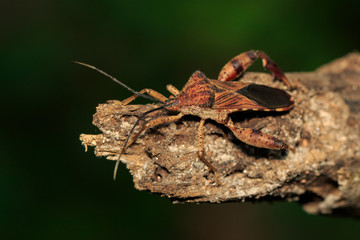 Image of Groundnut Bug, Acanthocoris sordidus (Coreidae) on dry branches. Insect Animal.