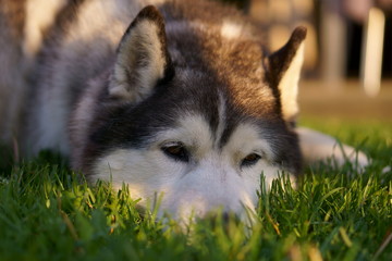 Husky sibérien