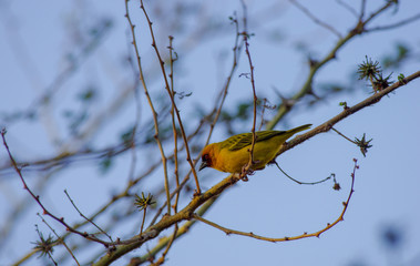 Wild bird near Lake Babogaya in February 2019, Ethiopia