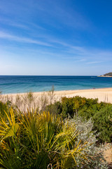 Fototapeta na wymiar beach landscape with vegetation in the foreground