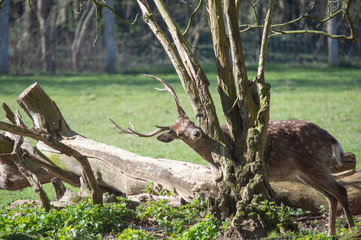 Sika deer - cervus nippon
