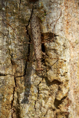 Image of Camouflaged bark mantis (Liturgusa sp.) on tree. Insect. Animal