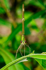Image of Oriental Green-Wing Dragonfly(Female),Neurobasis chinensis chinensis on green leaves. Insect Animal.