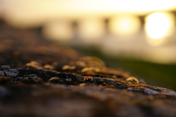 Mousse sous le soleil