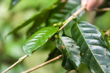 Coffee beans on a branch of coffee tree with leaves