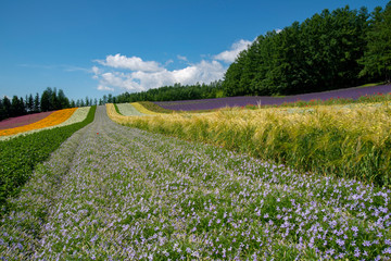 夏の花畑