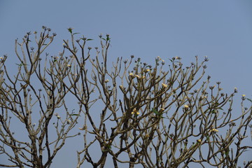 branches et bourgeons