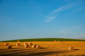 真夏の麦畑