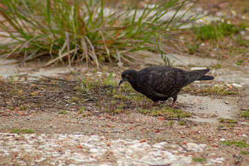 black pigeon feeding