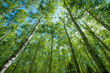 新緑の白樺林