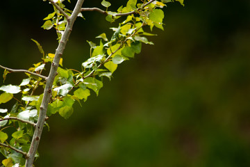 trees and trunks