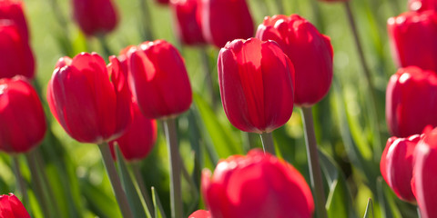 Fototapeta premium beautiful red tulips adorning the summer sunny park