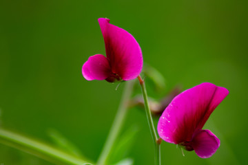 Fototapeta na wymiar flowers in spring