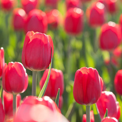beautiful red tulips adorning the summer sunny park