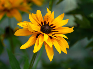 Obraz premium Yellow coneflower or rudbeckia flower blooming in an autumn garden