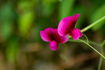 Obraz premium flowers in spring