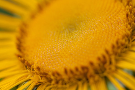funny yellow flower of elecampane