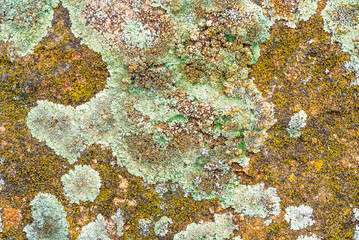 Stone surface covered with old moss and lichen, beautiful grunge background