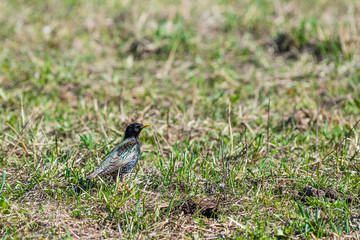 Starling in the grass in spring