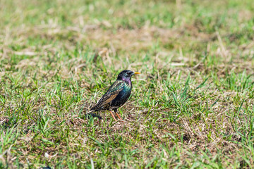 Starling in the grass in spring