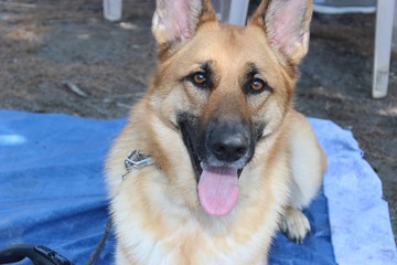 BEAUTIFUL GERMAN SHEPHERD DOG