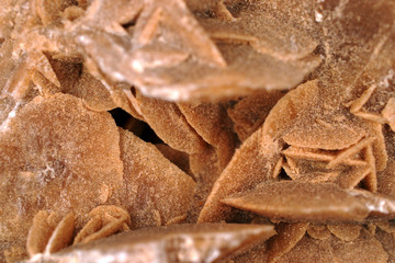 macro  photo of a desert rose 