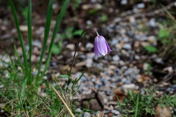 one small purple flower in the middle of a large lawn