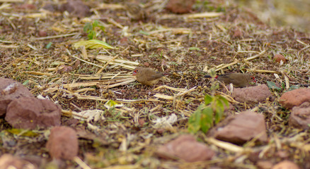 Bird watching around Lake Babogaya in February 2019, Ethiopia