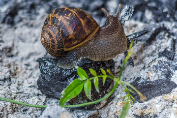snail on a green leaf and ashes