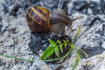 snail on a green leaf and ashes
