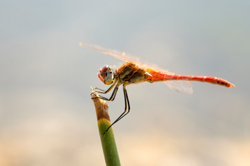 Darter Macro