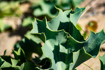 leaf in the sun on the sand