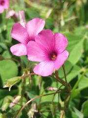 pink flower1