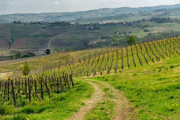 Fototapeta na wymiar Vineyards of Oltrepo Pavese in April