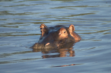hippo in the water