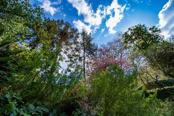 trees and vegetation pointing to blue sky painted with white clouds